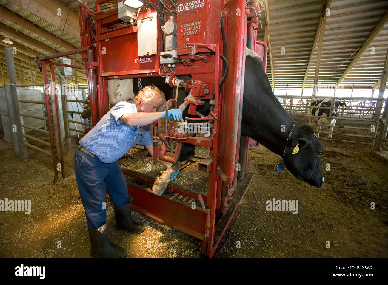 Sabot de vache Banque de photographies et d'images à haute résolution -  Alamy
