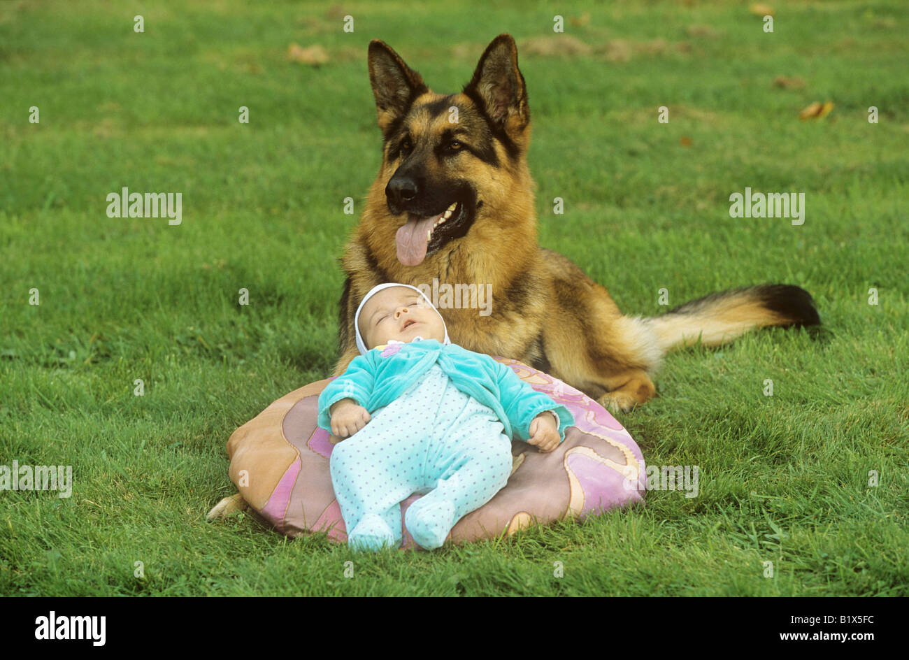 Chien De Berger Allemand Garde Bebe Endormi Photo Stock Alamy Chien De Berger Allemand Garde Bebe Endormi Photo Stock Alamy