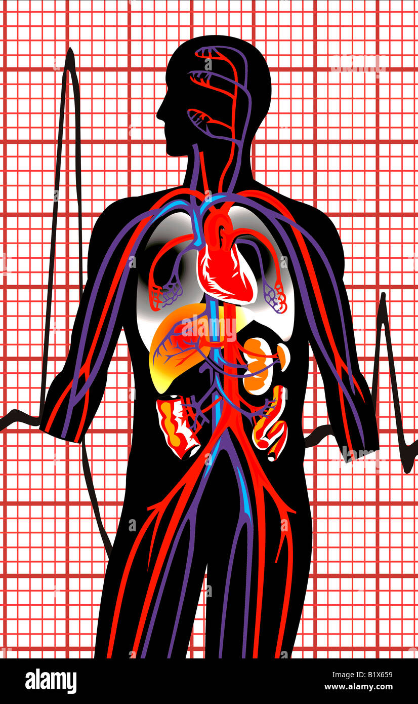 Voir la synthèse de corps humain circulation arrière-plan d'un électrocardiogramme. Banque D'Images