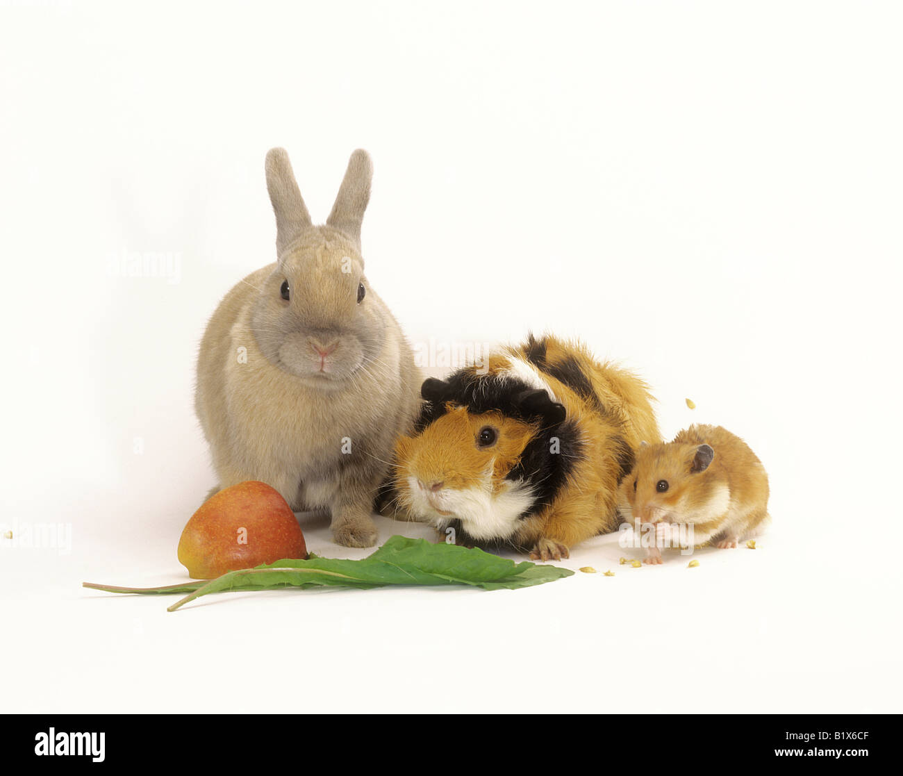 Lapin nain, cochon d'Inde et hamster doré avec de la nourriture Photo Stock  - Alamy