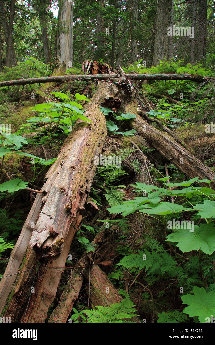 Forêt de Cèdres géants dans le parc national Yoho, en Colombie-Britannique Banque D'Images