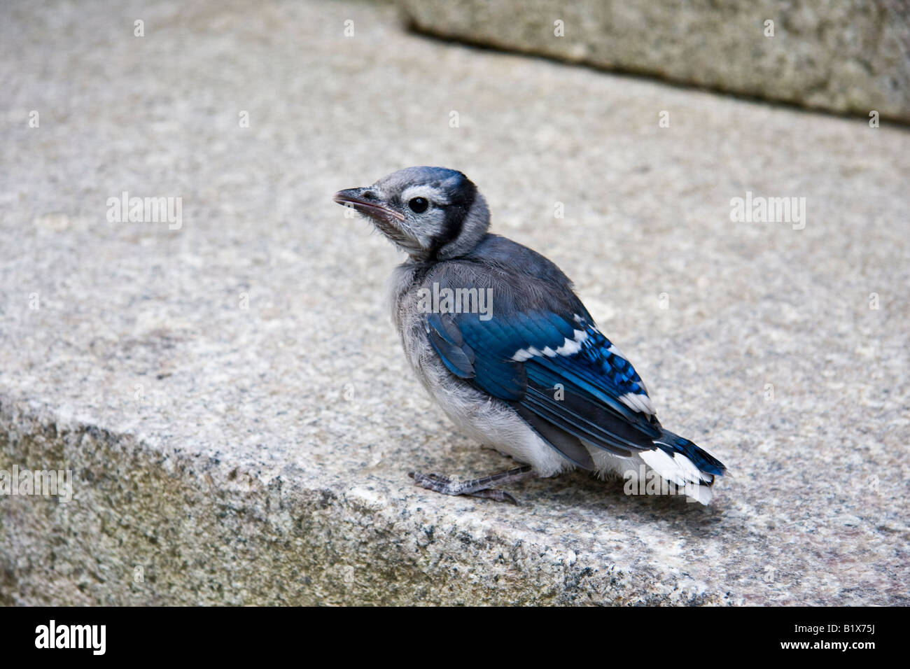 Geai Bleu Jeune Photo Stock Alamy