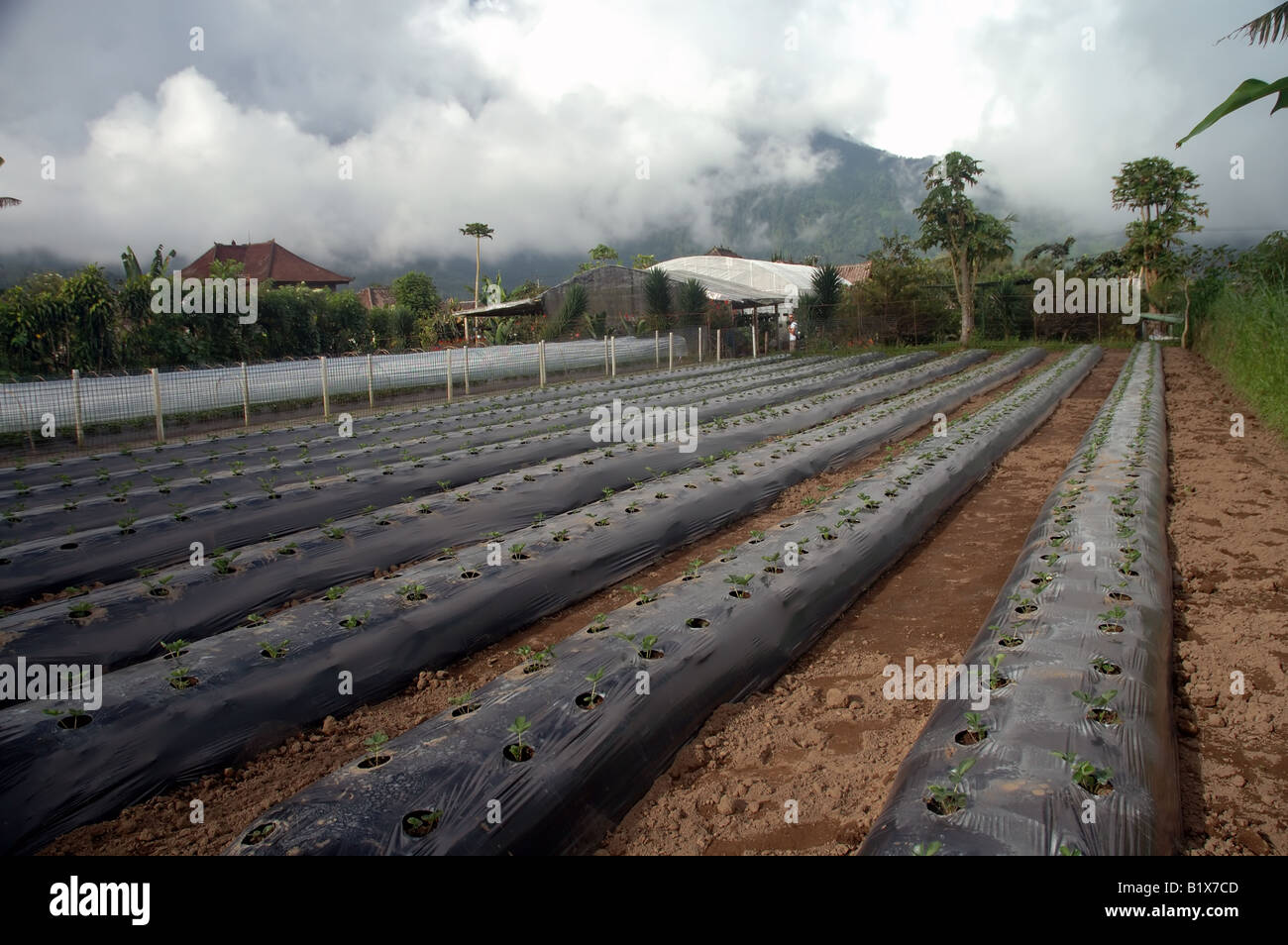 Les jeunes plants de fraises dans les champs fertiles highland de Bedugul, à Bali, Indonésie Banque D'Images