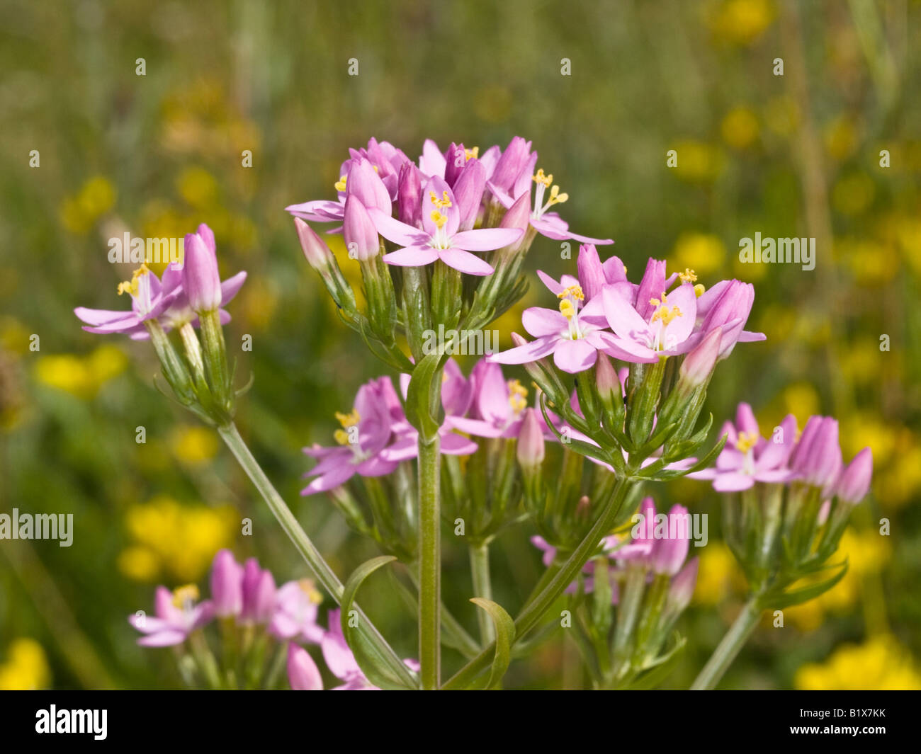 Centaurée commune Centaurium erythraea (Gentianaceae) Pink Banque D'Images