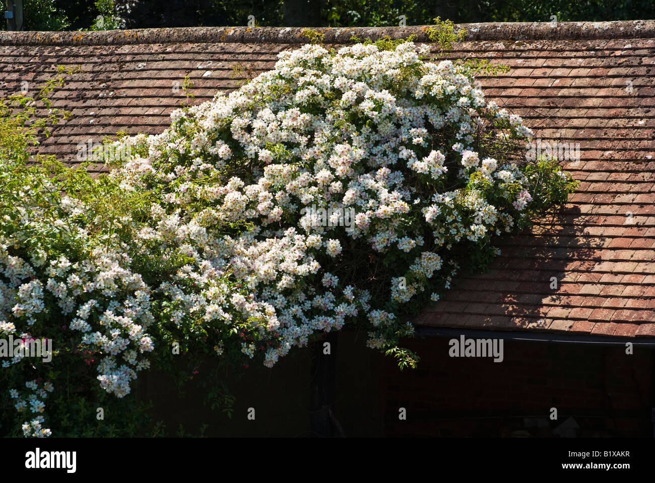 Rosa 'Wedding Day' grimpant sur un toit de grange en UK Banque D'Images
