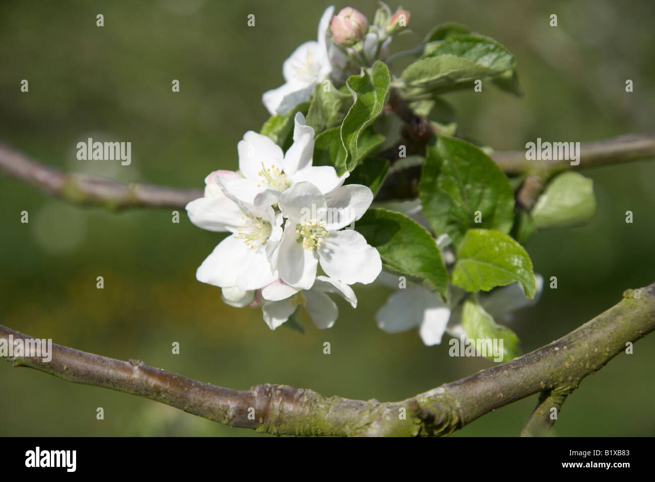 Apple Blossom au printemps close up Banque D'Images