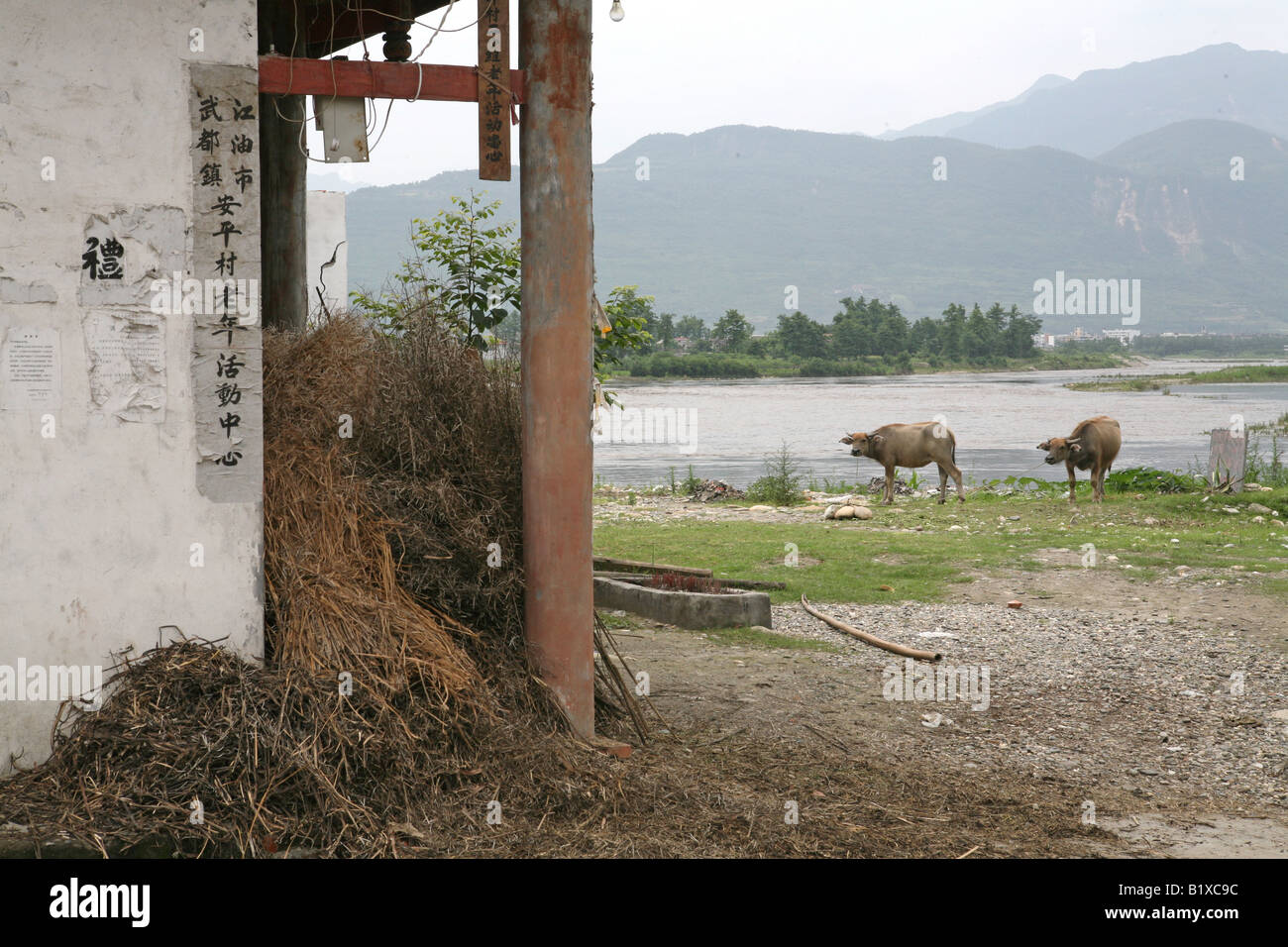 Paître par la rivière Buffalo Fu, Wudu ville, district de Jiangyou, province de Sichuan, Chine Banque D'Images