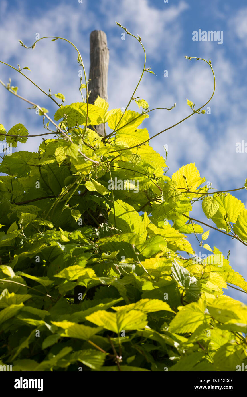 Les houblon (Humulus lupulus) Banque D'Images