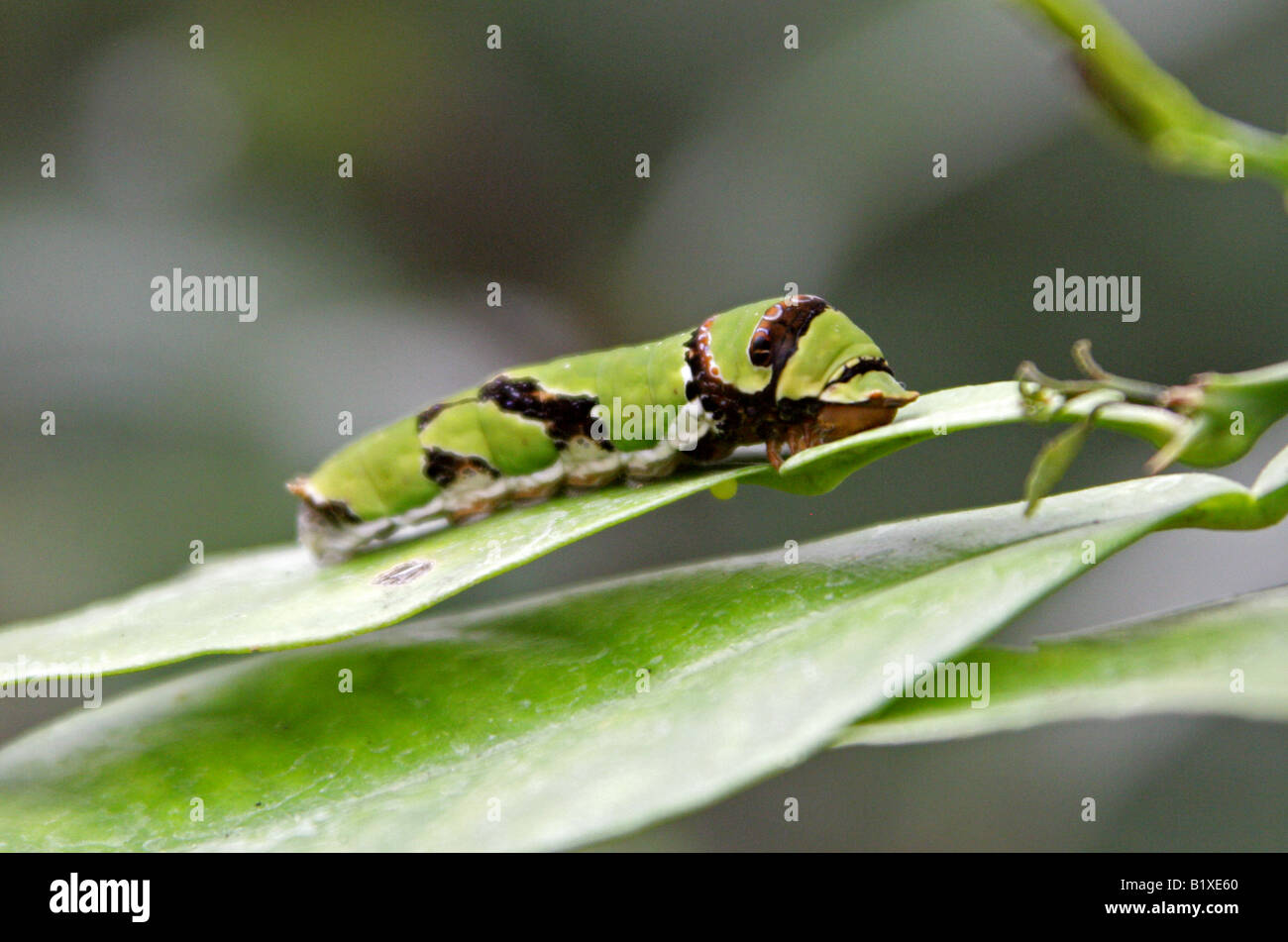 Mormon commun Swallowtail Butterfly Papilio polytes, Caterpillar, Papilionidae Banque D'Images