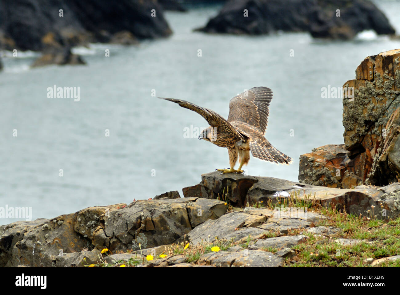 Le faucon pèlerin se tenait sur le bord de la falaise avec ses ailes déployées Banque D'Images