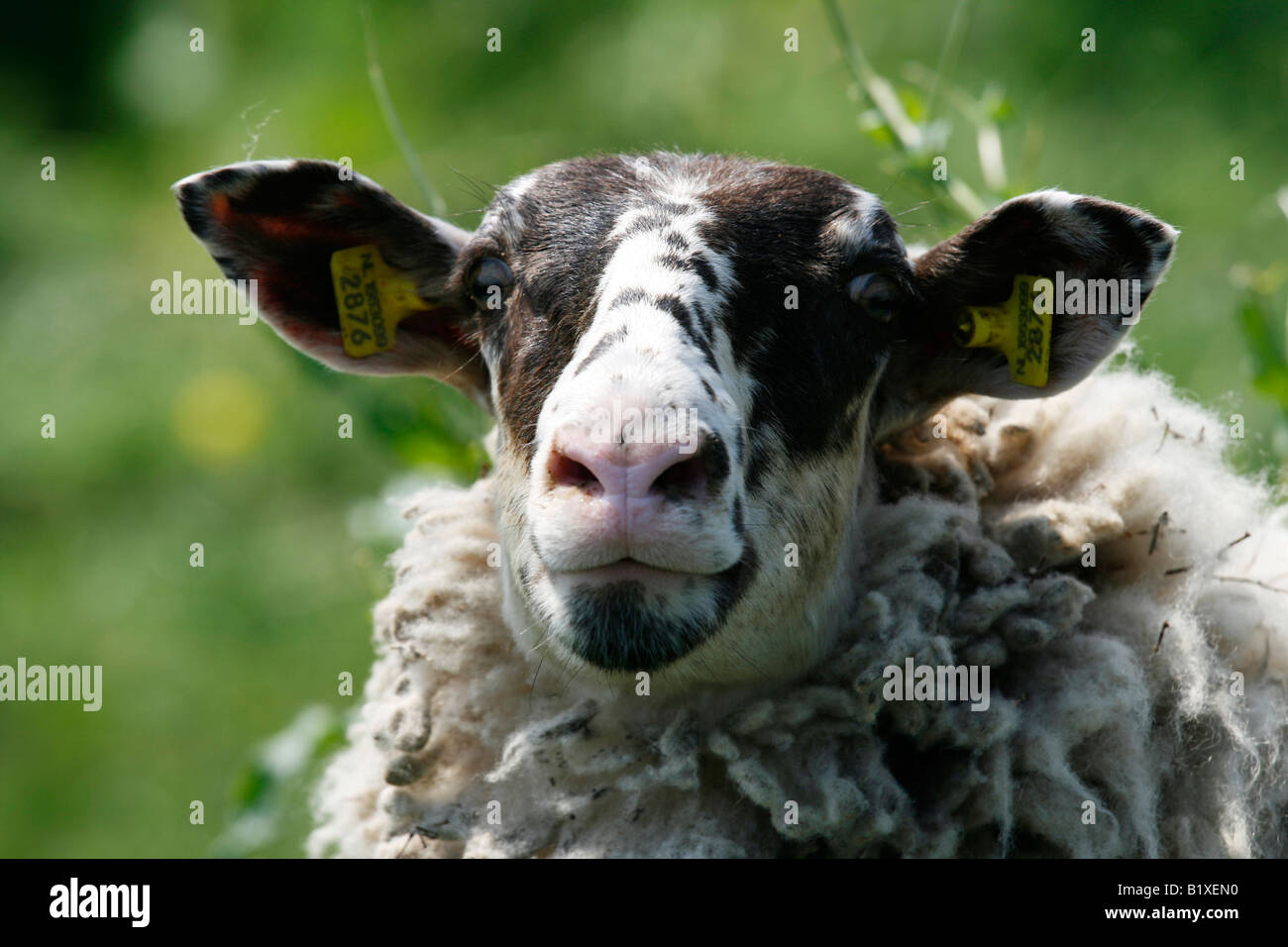 Mouton noir et blanc avec des tags dans l'oreille Banque D'Images