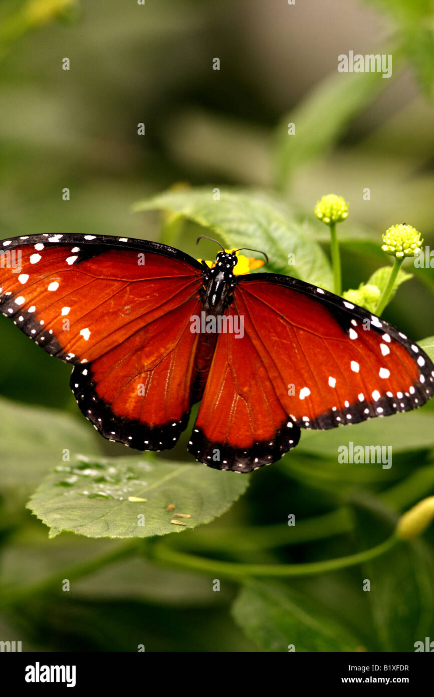 Papillon Danaus Gilippus Queen Banque D'Images