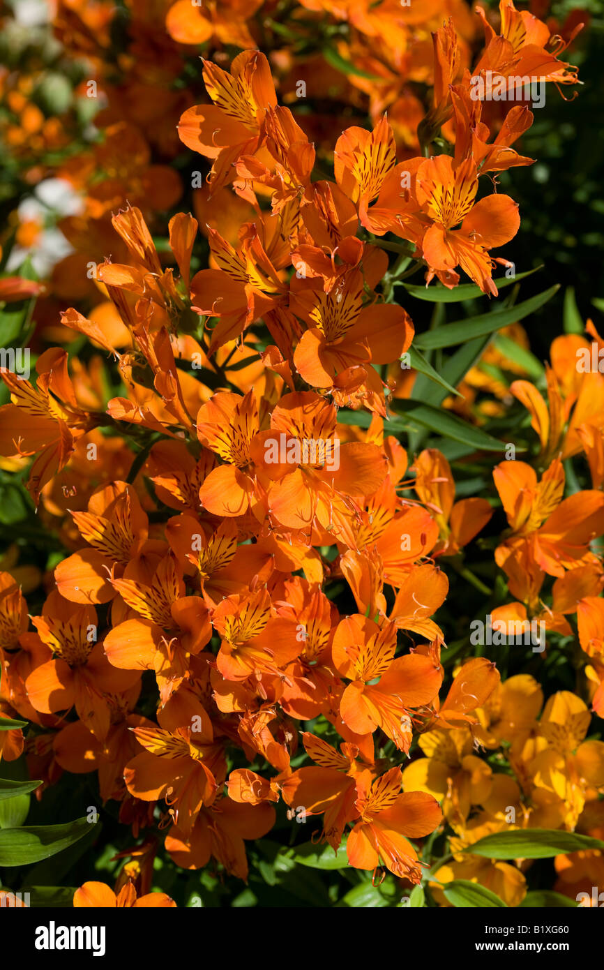 Golden lily-de-la-Incas (l'Alstroemeria aurea) Banque D'Images