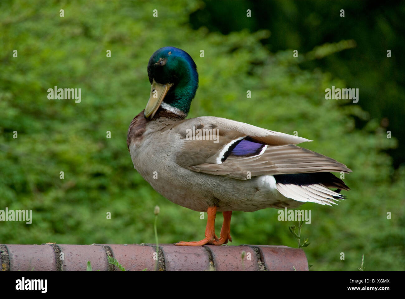 Un canard colvert mâle bleu avec plumes spéculum Photo Stock - Alamy