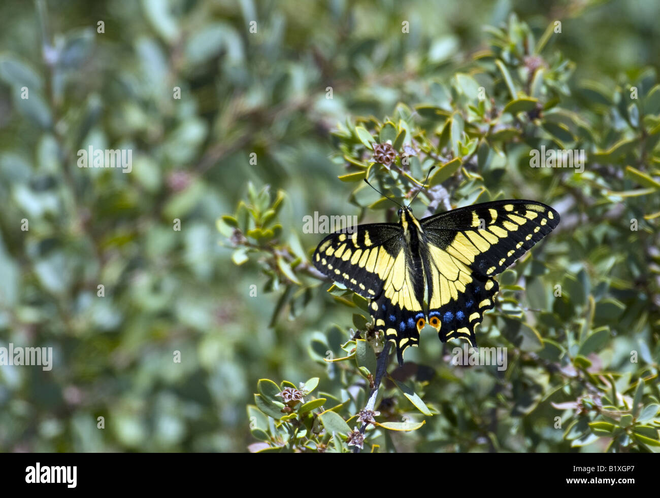 Tigre de l'ouest de l'Amérique du Nord Swallowtail butterfly Banque D'Images