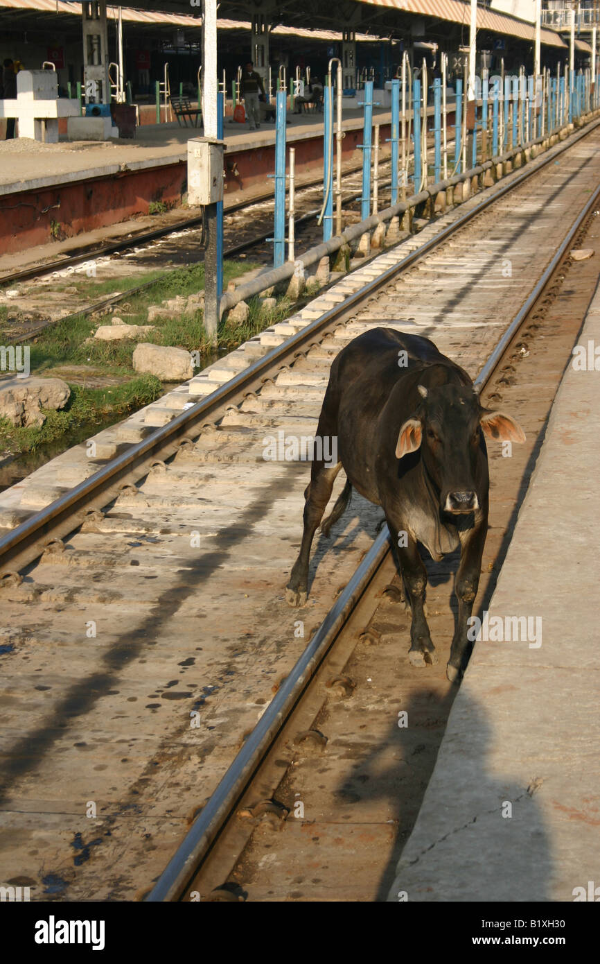 Vache sur la voie ferrée, Varanasi, Inde Banque D'Images