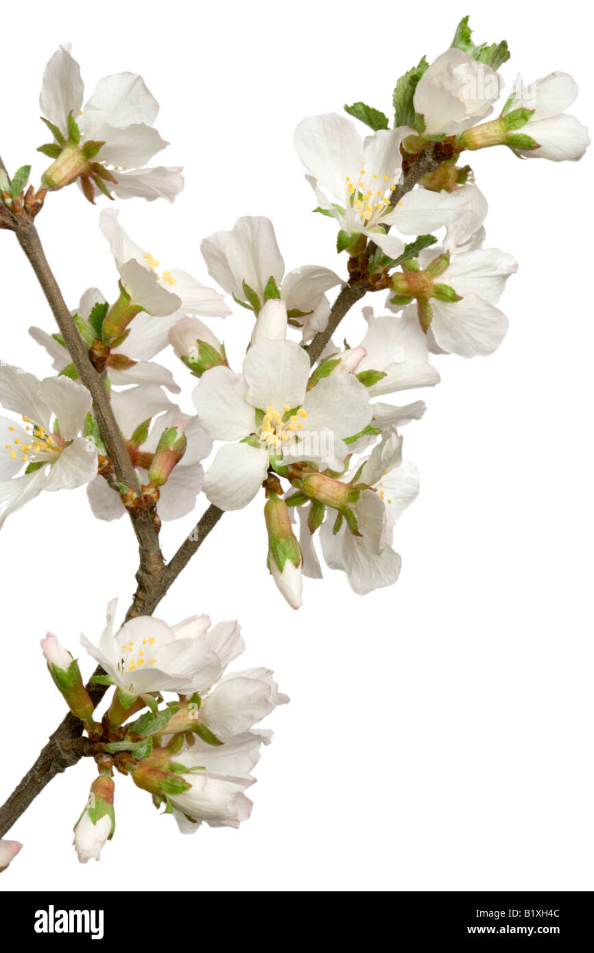 Inflorescence de cherry isolated on white utile comme élément de design Banque D'Images