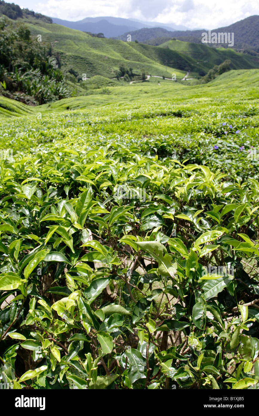 Plantation de Thé Camellia sinensis sur le coteau de Cameron Highland en Malaisie Banque D'Images