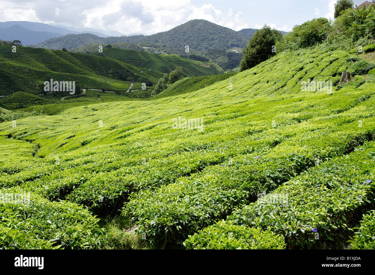 La plantation de thé sur le coteau de Cameron Highland en Malaisie. Banque D'Images