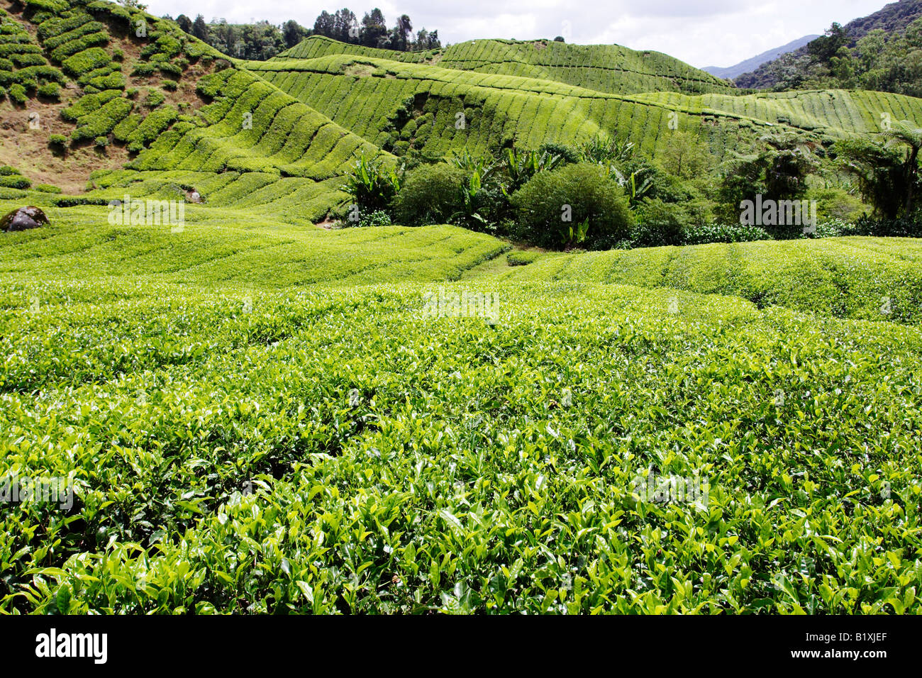 Plantation de Thé Camellia sinensis sur le coteau de Cameron Highland en Malaisie. Banque D'Images