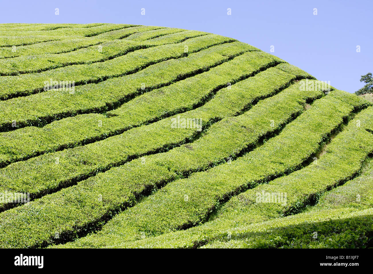 La plantation de thé sur le coteau de Cameron Highland en Malaisie. Banque D'Images