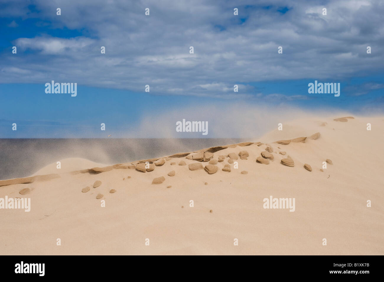 Vent qui souffle sur une dune de sable sur la plage de Findhorn, Moray, Ecosse Banque D'Images