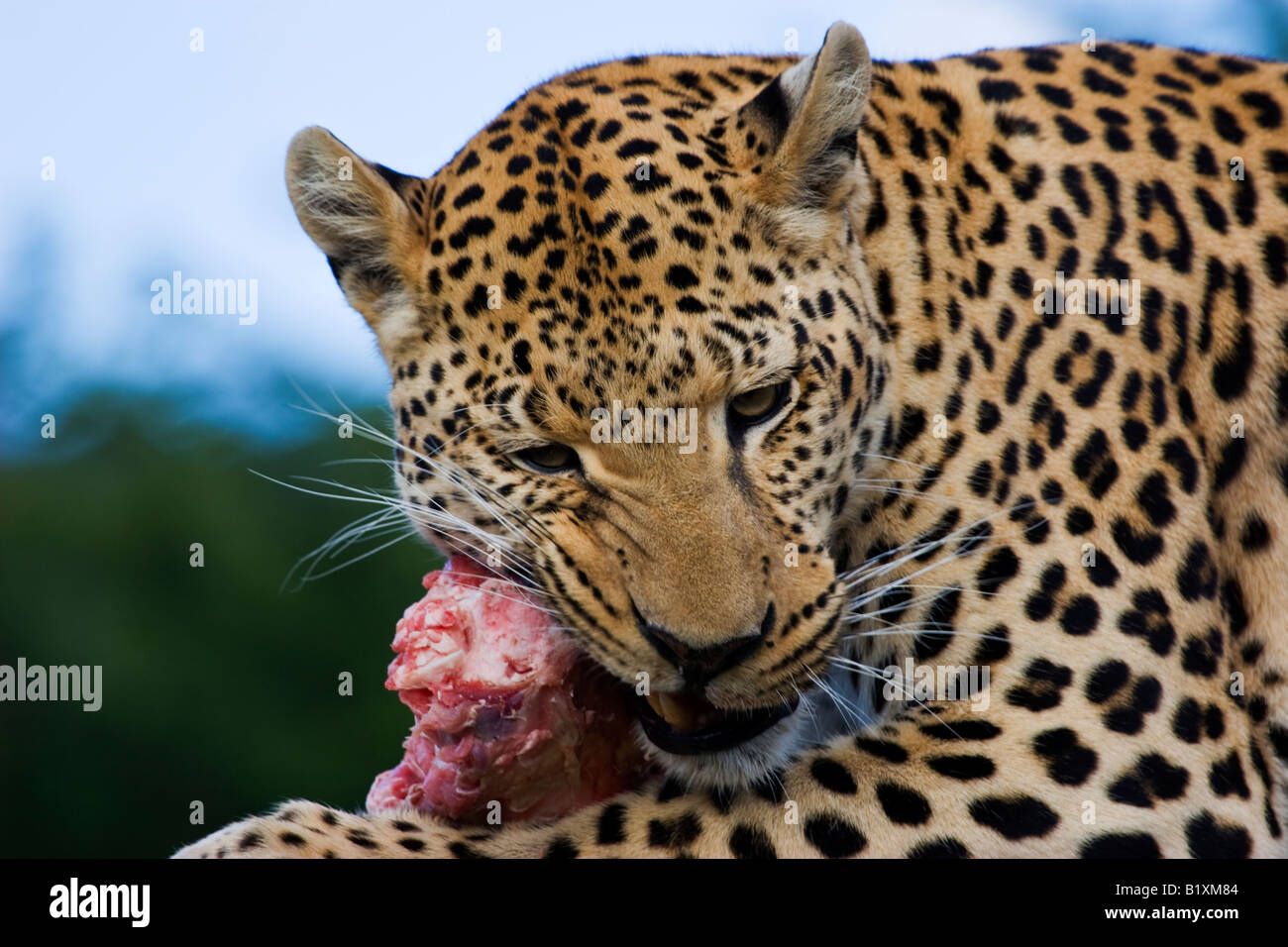 Un Léopard (Panthera pardus) manger en Namibie Banque D'Images