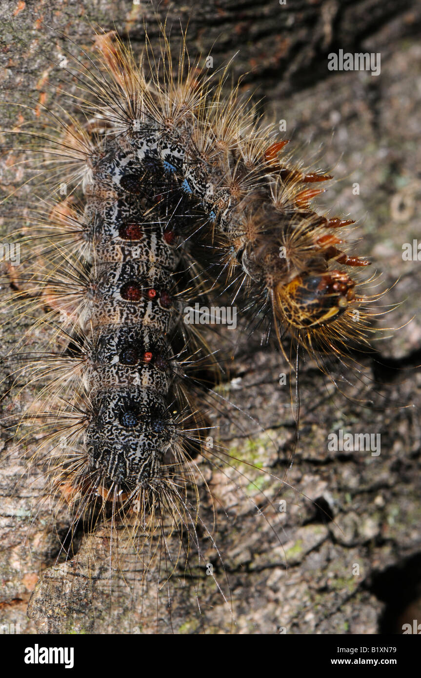 La spongieuse, tué par Caterpillar NPV, nucleopolyhedrosis virus, la maladie Banque D'Images