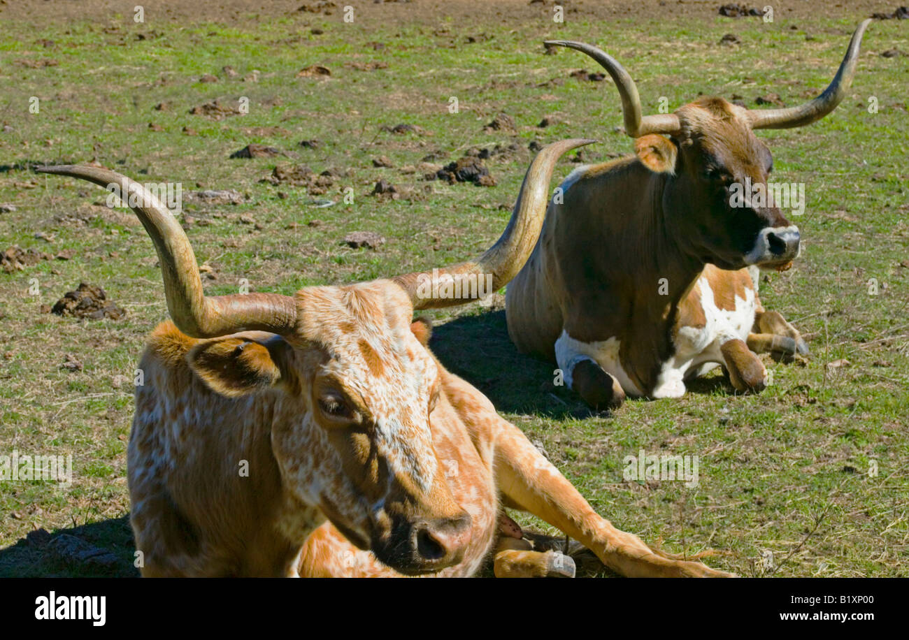 Texas Longhorn cattle Banque D'Images