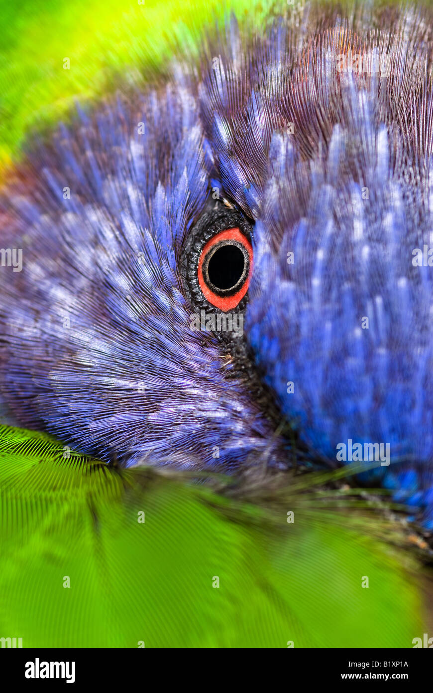 Une belle profondeur de la Lorikeet tropicales régions de l'Australie montre ses belles couleurs alors qu'elle repose sur une branche d'arbre Banque D'Images