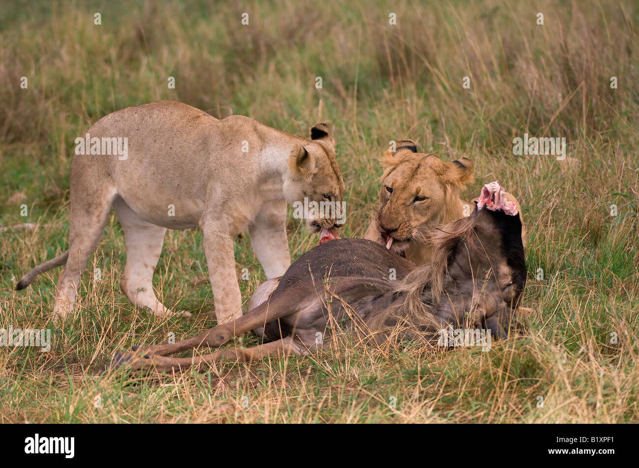 L'alimentation des Lions femelle Banque D'Images