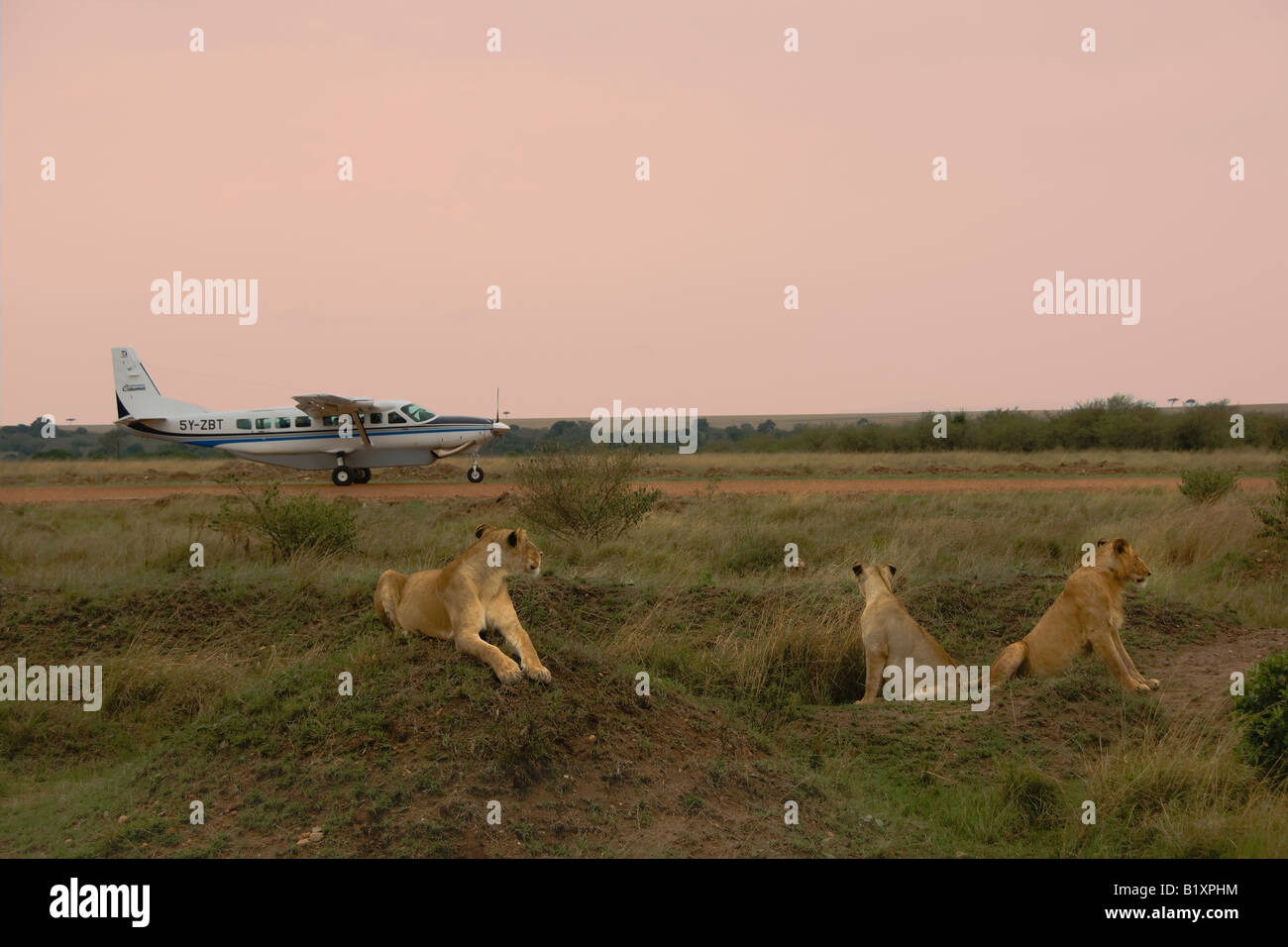 Lions femelles Banque D'Images