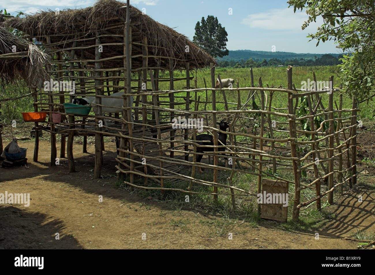 Stylo en bois de base de l'élevage de chèvres à l'intérieur de l'Afrique Ouganda Banque D'Images
