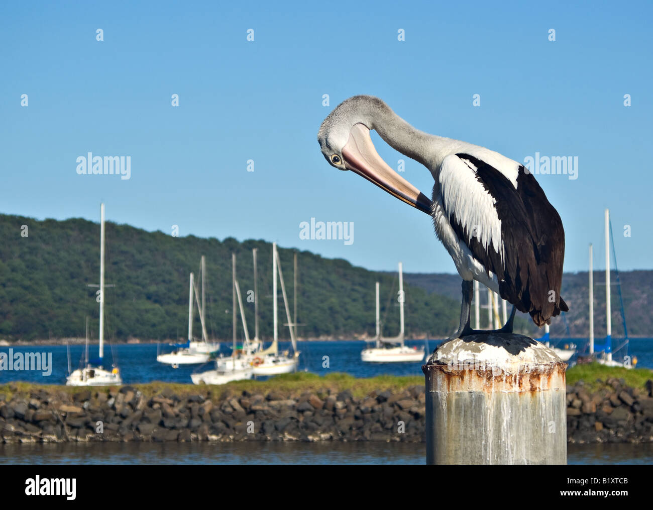 Pelican devant un ciel bleu Banque D'Images