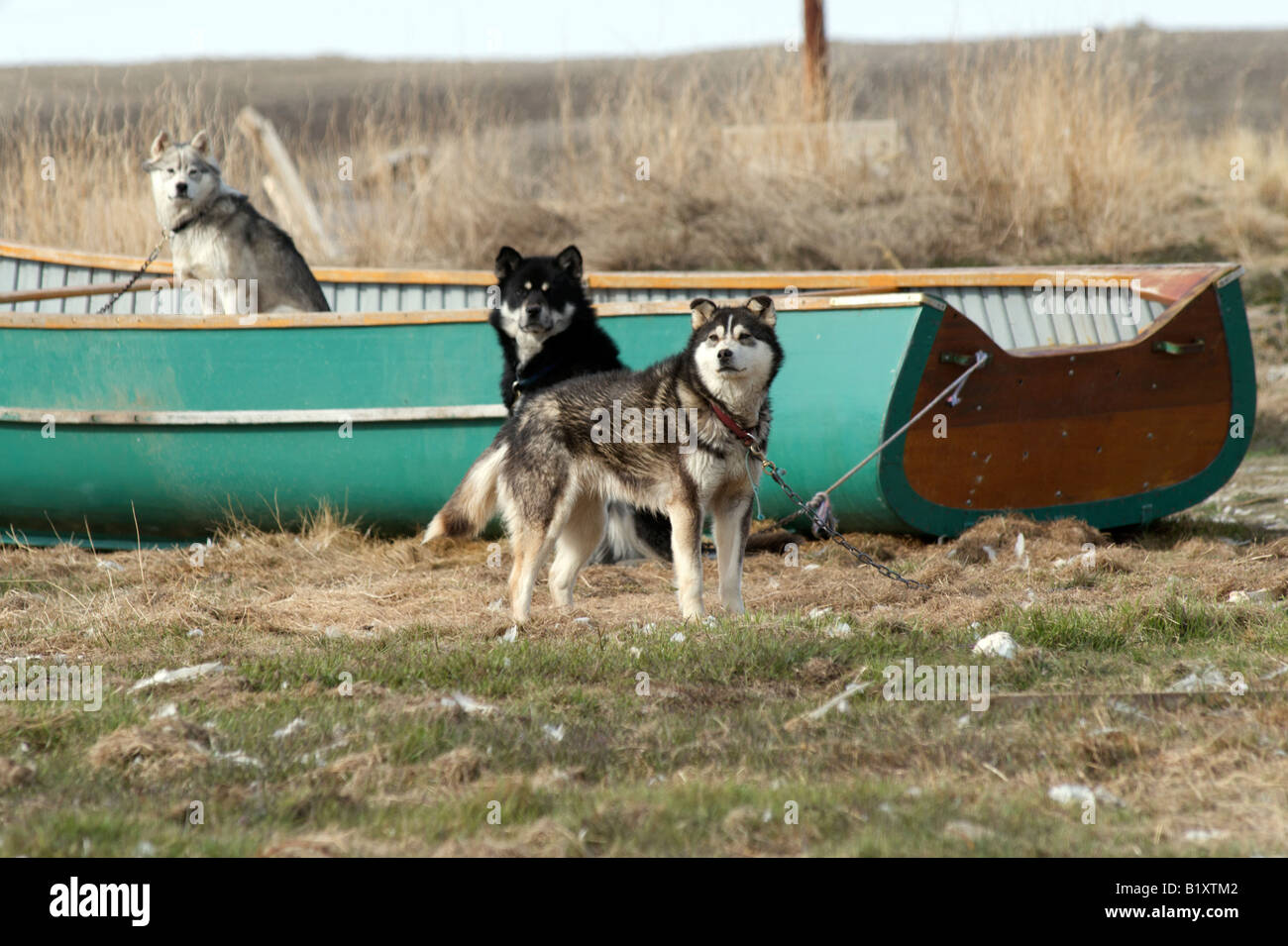 Enchaîné chiens de traîneau de Sachs Harbour, Territoires du Nord-Ouest, Canada. Banque D'Images