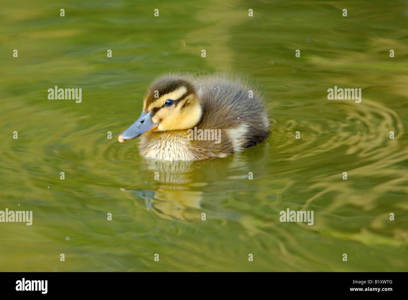 Un Bebe Qui Vient De Naitre Petit Canard Faisant Des Ondulations Sur Un Etang Photo Stock Alamy