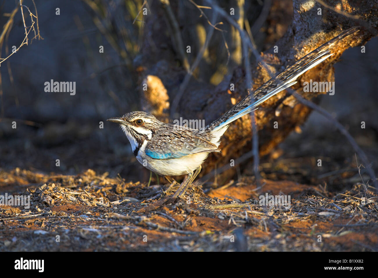 Rouleau au sol à longue queue Uratelornis Chimaera avec queue cocked skulking en sous-bois à Ifaty, Madagascar en octobre. Banque D'Images