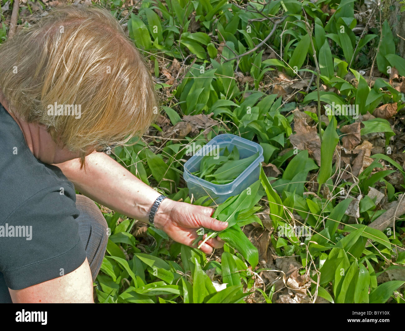 Woman picking la collecte ramsons buckrams l'ail des bois feuillus à l'Ail Ail Ail des ours Allium ursinum Banque D'Images