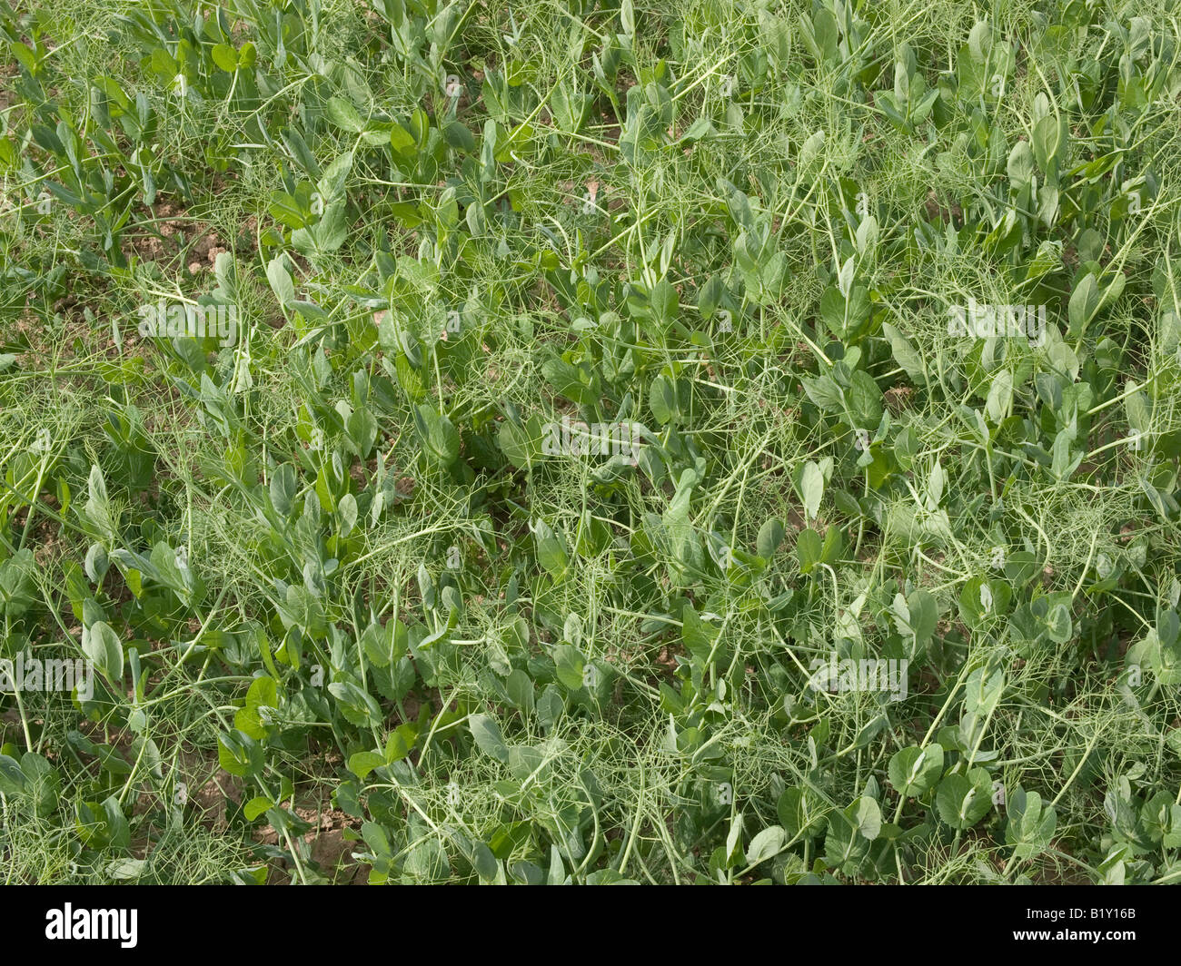 De plus en plus les pois sur un champ de plantes fourragères Banque D'Images