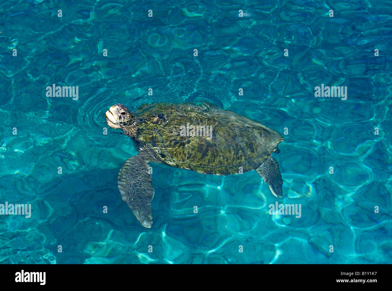 Tortue Eretochelys imbricata Banque D'Images