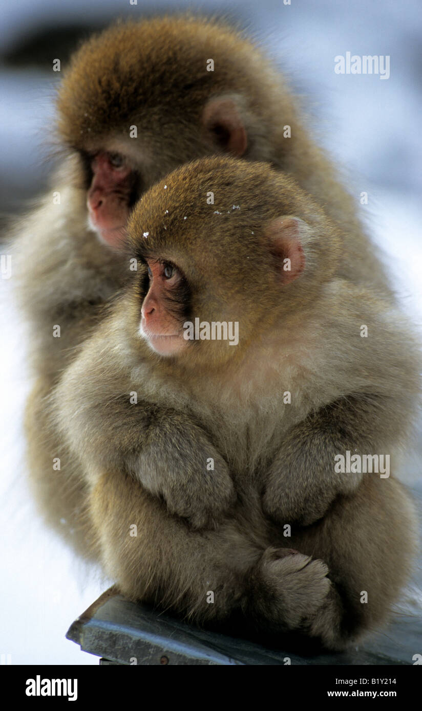 Le Japon, Nagano, Yudanaka. Février/11/2005. Les jeunes macaques japonais entassés au singe Yudanaka Onsen. Banque D'Images