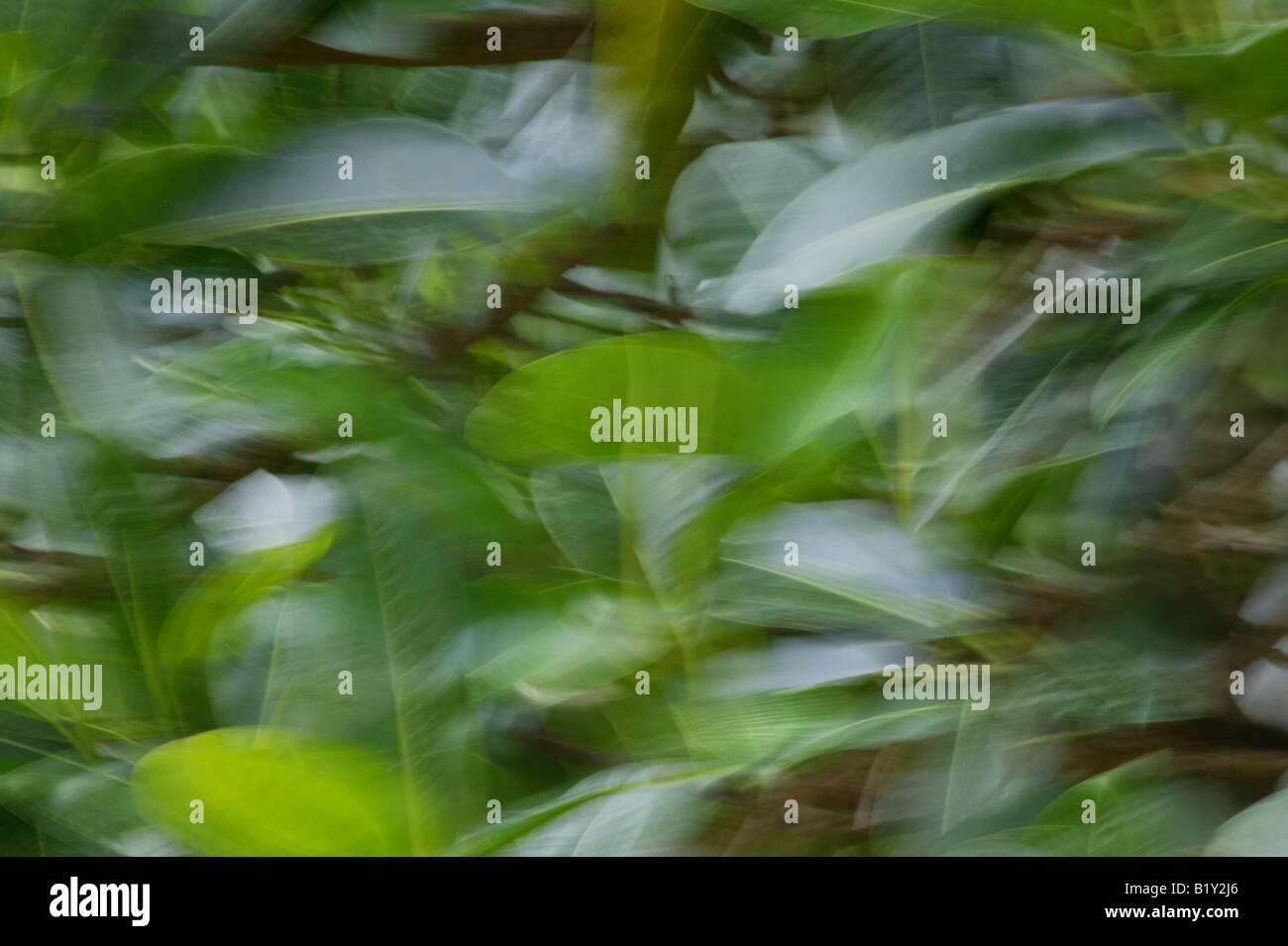 Dans les feuilles de flou dans la forêt tropicale du parc national de Soberania, République du Panama. Banque D'Images