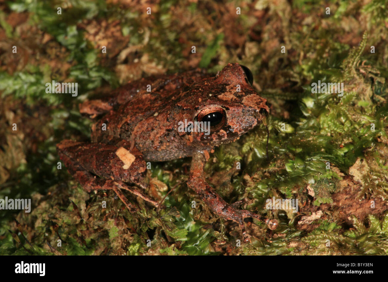 Près de Cana field station grenouille, Darien national park, province de Darién, République du Panama. Banque D'Images