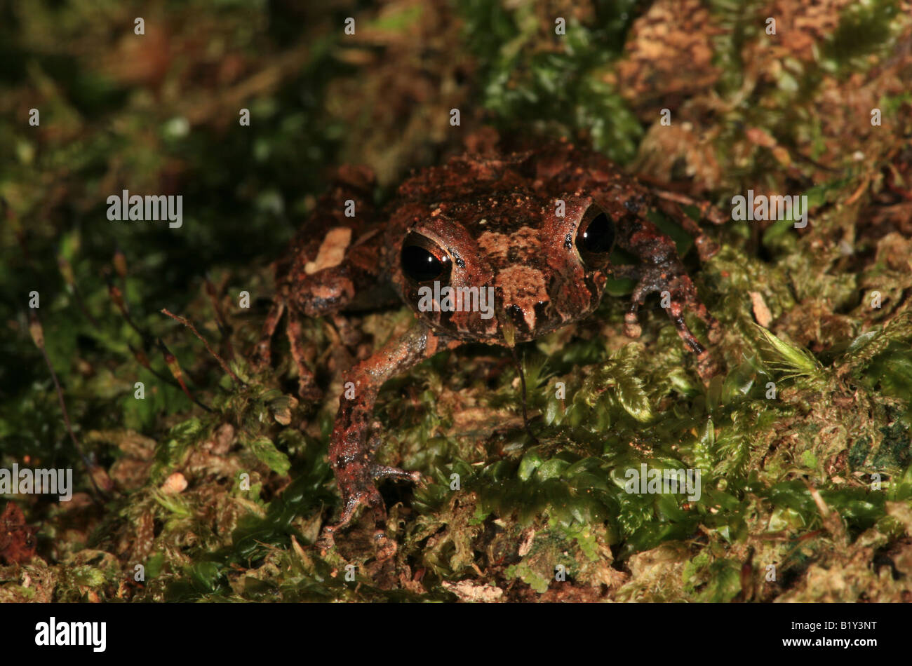 Près de Cana field station grenouille, Darien national park, province de Darién, République du Panama. Banque D'Images