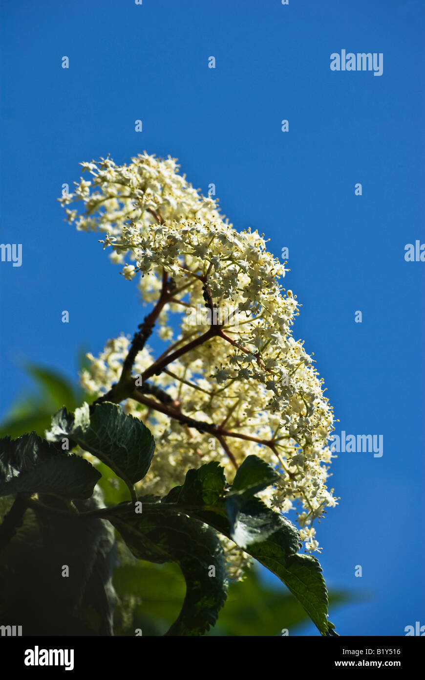 Fleurs blanches de fleurs d'un aîné en Juin Banque D'Images