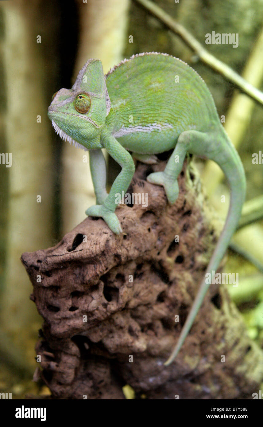 Yémen Veiled Chameleon aka à tête conique ou caméléon Caméléon Chamaeleo calyptratus Casqued, en Arabie saoudite et au Yémen Banque D'Images