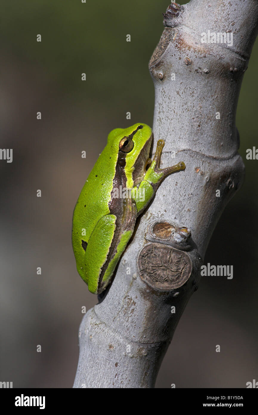 La Rainette Hyla arborea européen attaché à Fig Tree à Lesbos, Grèce en avril. Banque D'Images