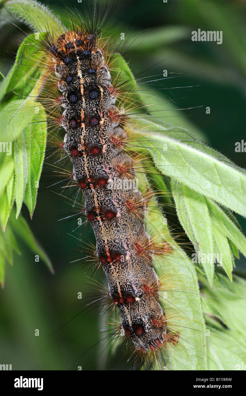 Caterpillar de la spongieuse Lymantria dispar Banque D'Images