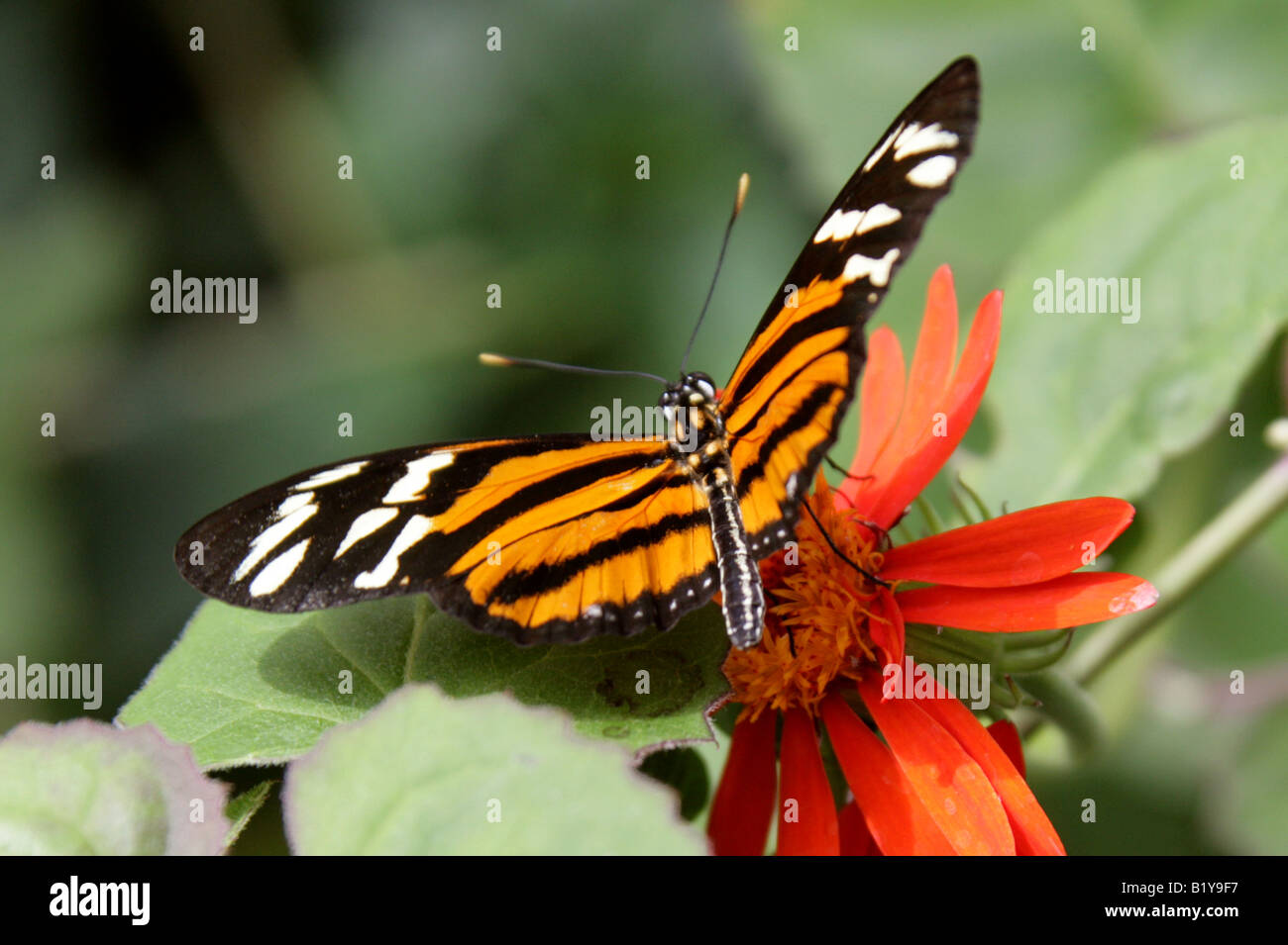 Ismenius Longwing, Papillon Heliconius ismenius, Nymphalidae, Amérique du Sud Banque D'Images