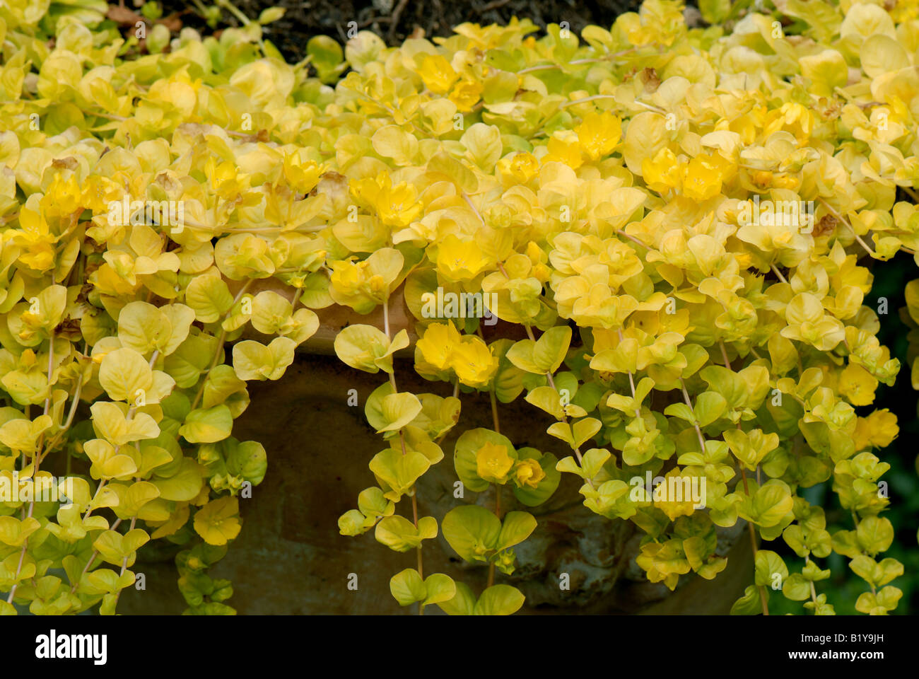 Golden creeping Jenny Lysimachia nummularia Aurea floraison jaune vert acide rampant Banque D'Images